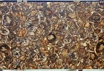 Madera Petrificada 